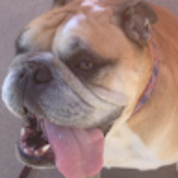 bulldogbakeryny